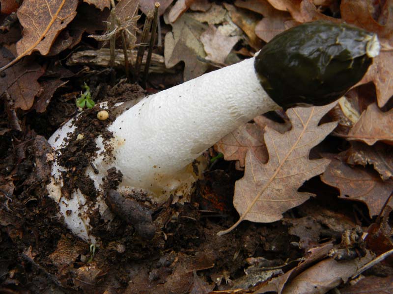 Phallus impudicus   fotog.il 4.1.2011.